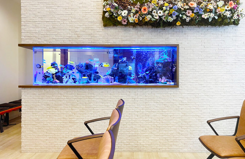 整形外科クリニック様の2.2ｍ埋め込み式水槽その後！12年目の様子 水槽画像３