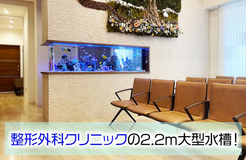 整形外科クリニック様の2.2ｍ埋め込み式水槽その後！12年目の様子 水槽画像１