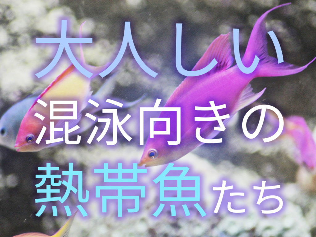 混泳向きおとなしい魚7選！淡水・海水のケンカしない穏やかな魚種を紹介のサムネイル画像
