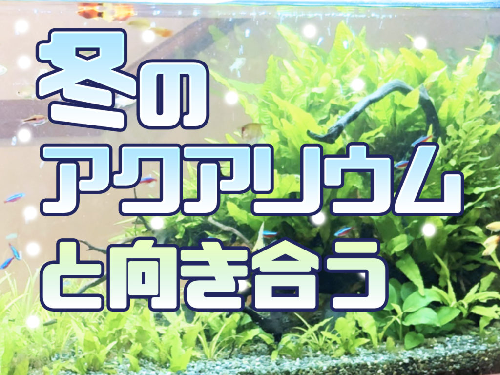 冬のアクアリウムと向き合うポイント！水槽の管理から購入方法まで解説！のサムネイル画像