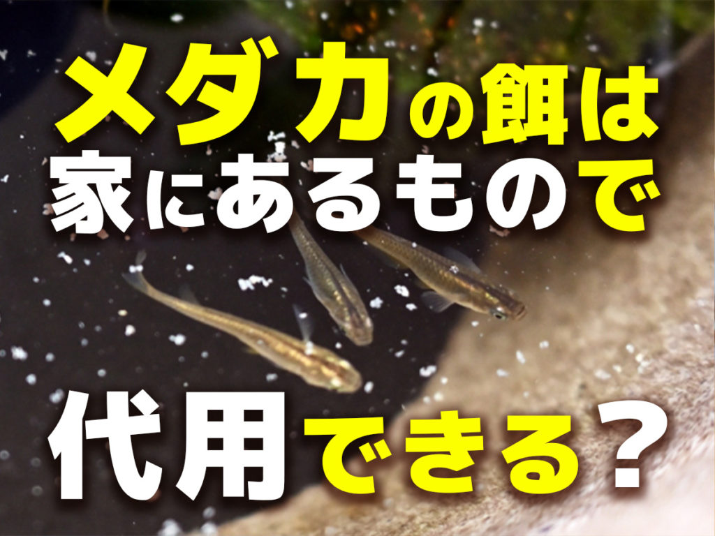 メダカの餌は家にあるもので代用できるのか？餌にできる食材5選と注意点のサムネイル画像