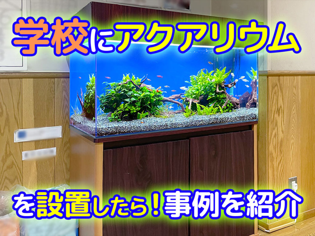 学校に熱帯魚水槽を設置したらこうなった！15事例を紹介します！のサムネイル画像
