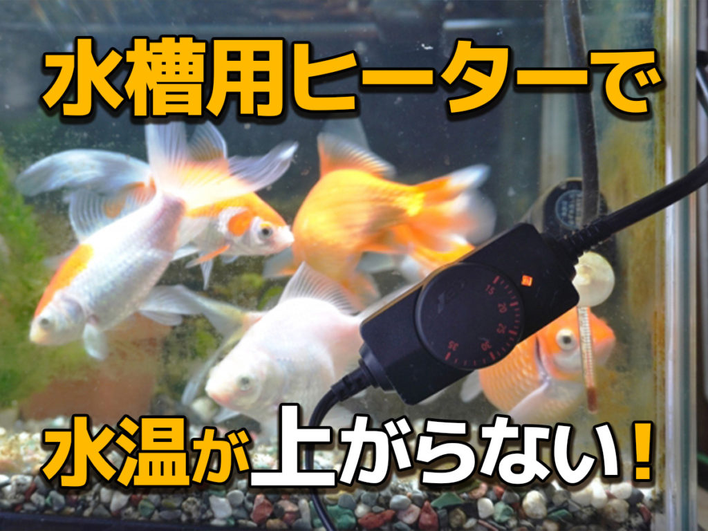 水槽用ヒーターで水温が上がらない！昇温しすぎる場合の対策も紹介！のサムネイル画像