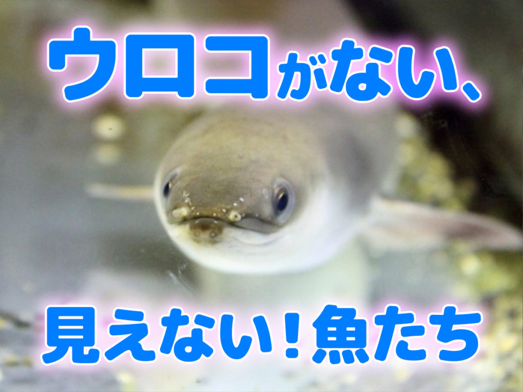 鱗がない・見えない魚10選!飼育できるユニークな魚種と飼育の注意点のサムネイル画像