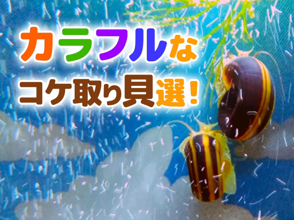 カラフルなコケ取り貝7選！観賞性が高く水槽で飼育できる貝の仲間のサムネイル画像