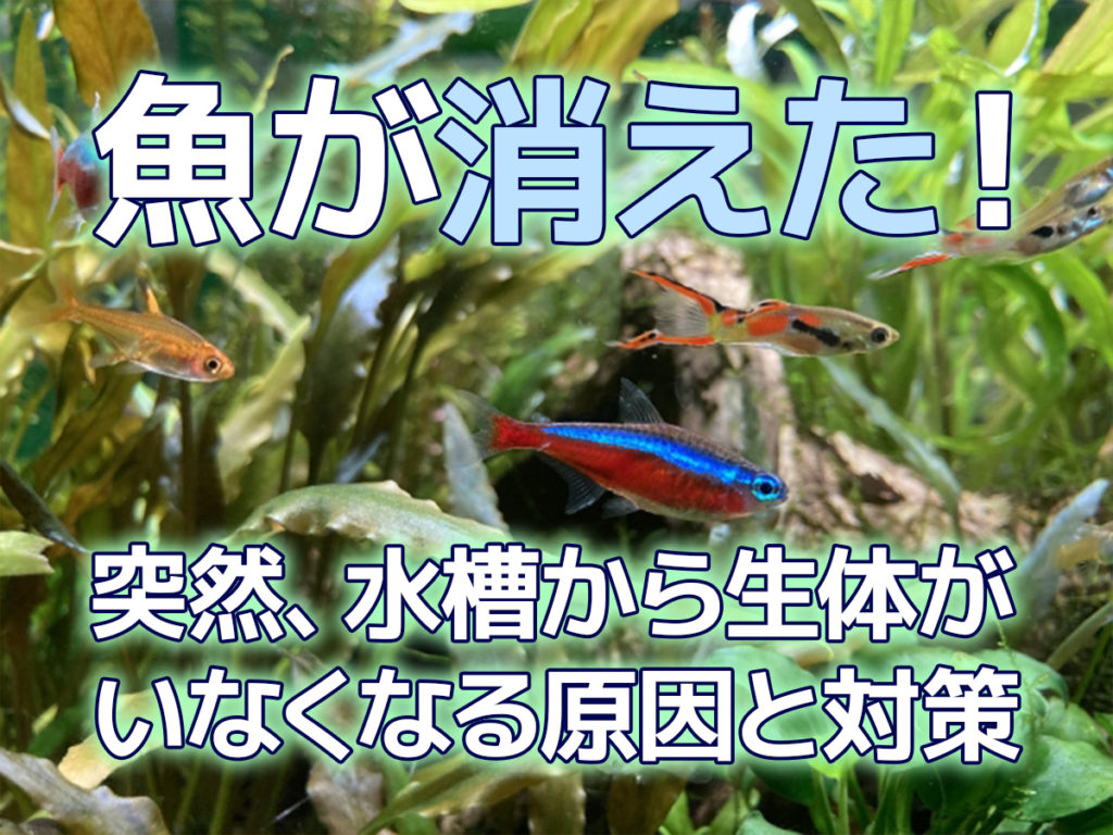 魚が消えた！突然、水槽から生体がいなくなる原因と対策を解説します！のサムネイル画像