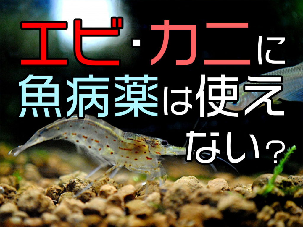 エビやカニに魚病薬は使えない？理由と使える薬、病気対策を紹介しますのサムネイル画像