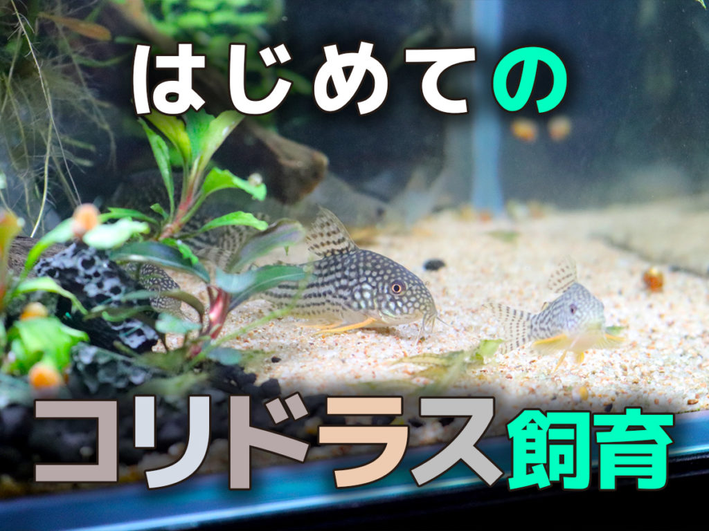 はじめてのコリドラス飼育！コリドラス初心者向け品種や飼育ポイントのサムネイル画像
