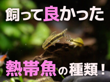 飼ってよかった熱帯魚7選！飼育でさらなる魅力に気づく淡水魚種を紹介