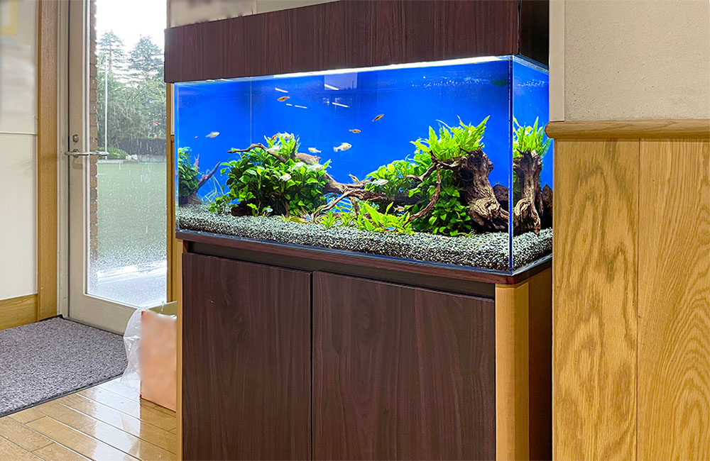 ぴったりなスペースに設置！学校の90cm淡水魚水槽