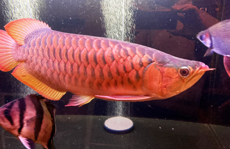 個人宅様に150cmのアロワナ水槽を販売・設置！熱帯魚が入りました！ 水槽画像４