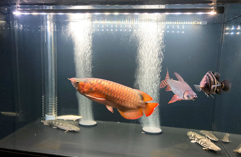 個人宅様に150cmのアロワナ水槽を販売・設置！熱帯魚が入りました！ 水槽画像３