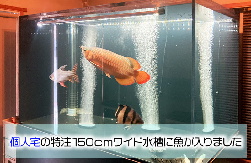 個人宅様に150cmのアロワナ水槽を販売・設置！熱帯魚が入りました！ 水槽画像１
