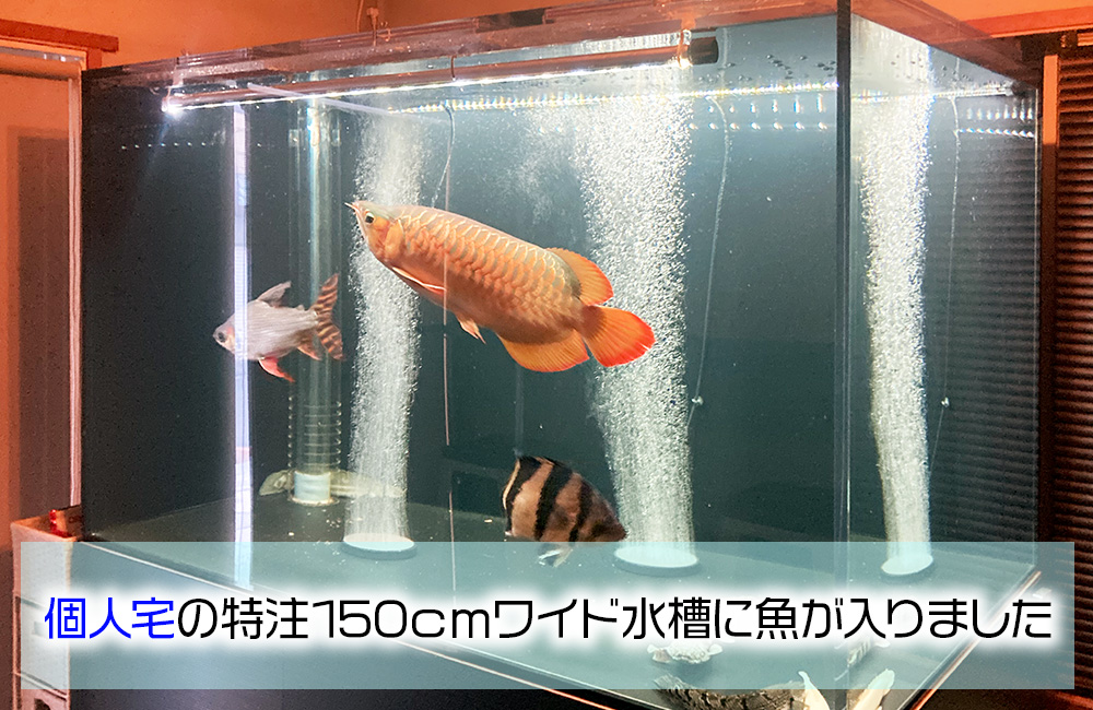 個人宅様に150cmのアロワナ水槽を販売・設置!熱帯魚が入りました!