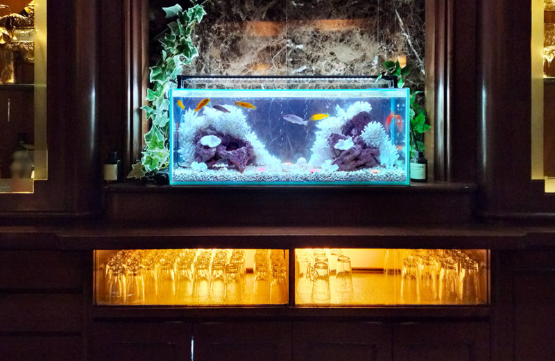 きららシャンテ様に90cmシクリッド水槽をレンタル！その後の様子 水槽画像２