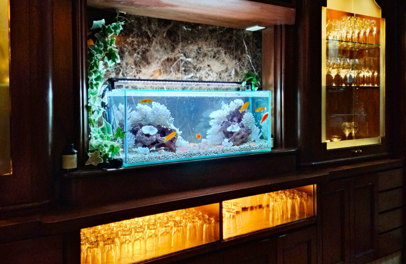 きららシャンテ様に90cmシクリッド水槽をレンタル！その後の様子 水槽画像５