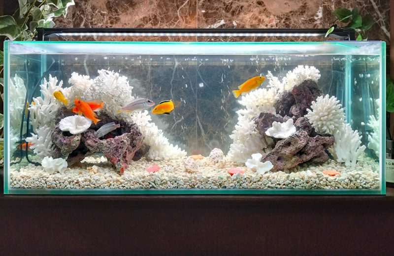 きららシャンテ様に90cmシクリッド水槽をレンタル！その後の様子 水槽画像４