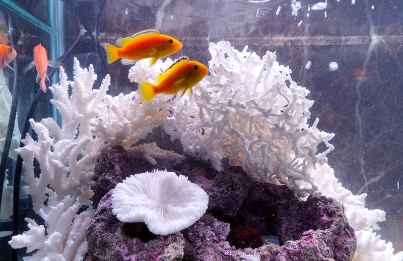 きららシャンテ様に90cmシクリッド水槽をレンタル！その後の様子 水槽画像３