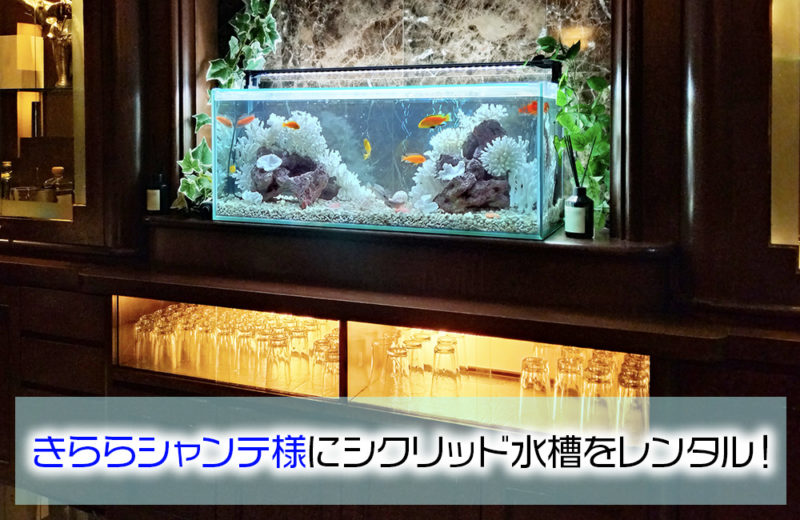 きららシャンテ様に90cmシクリッド水槽をレンタル！その後の様子 水槽画像１