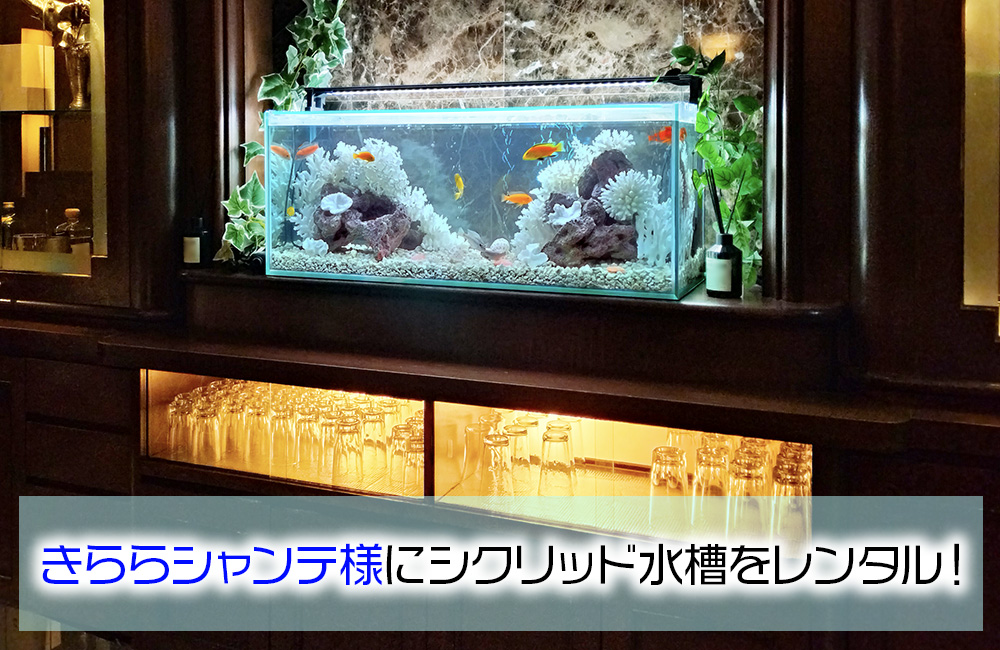 きららシャンテ様に90cmシクリッド水槽をレンタル！その後の様子