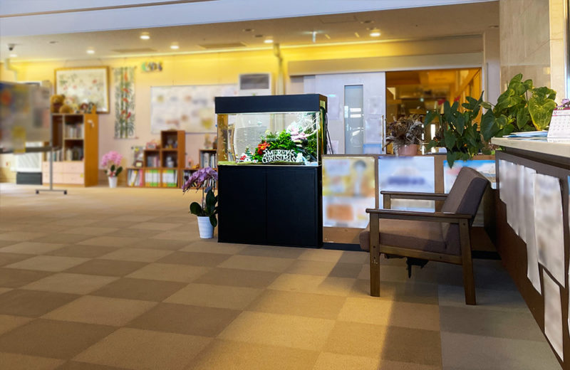 福祉施設様のクリスマス水槽！90cm淡水魚水槽に季節のレイアウト！ 水槽画像５