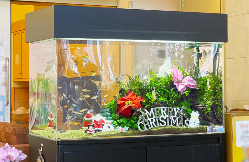 福祉施設様のクリスマス水槽！90cm淡水魚水槽に季節のレイアウト！ 水槽画像４