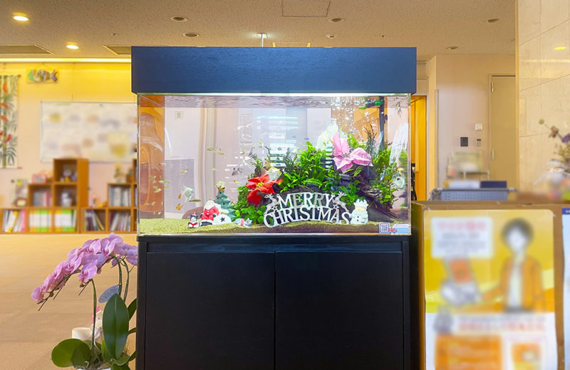 福祉施設様のクリスマス水槽！90cm淡水魚水槽に季節のレイアウト！ 水槽画像２