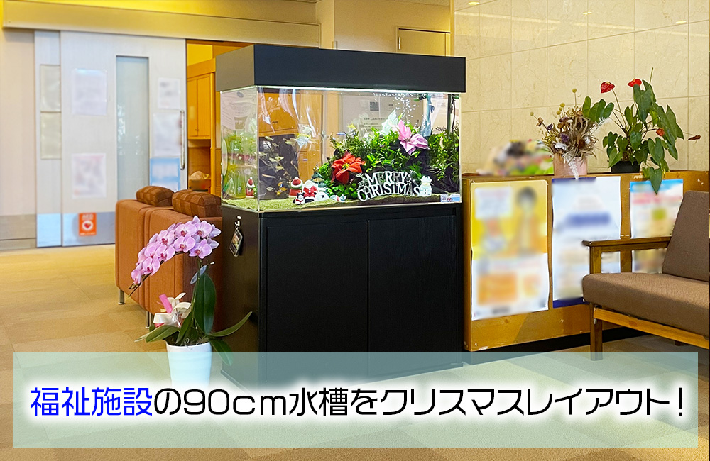 福祉施設様のクリスマス水槽！90cm淡水魚水槽に季節のレイアウト！ メイン画像