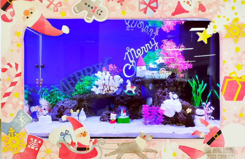 施設様のクリスマス水槽1台目！今年はナンヨウハギも加わっています！ 水槽画像３