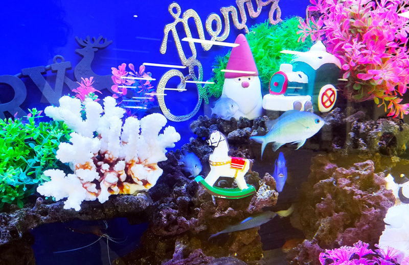 施設様のクリスマス水槽1台目！今年はナンヨウハギも加わっています！ 水槽画像４