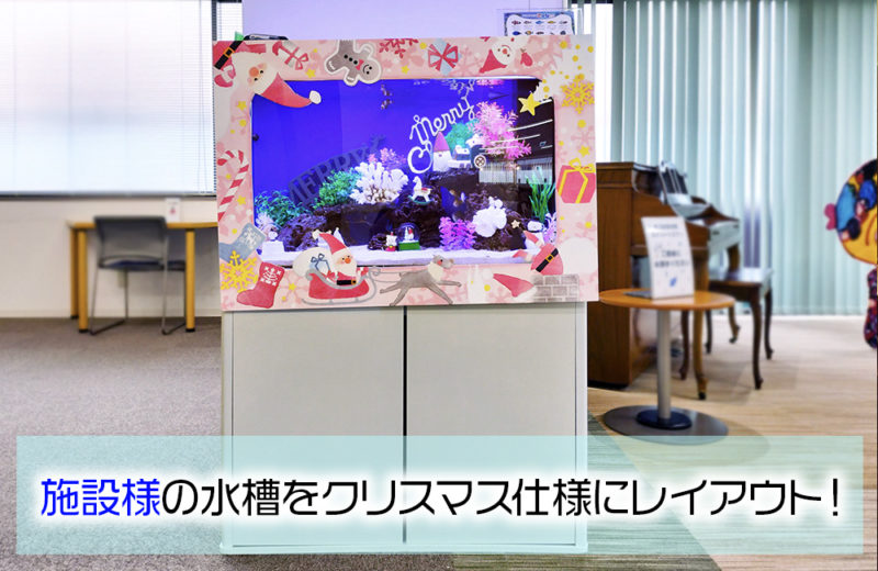 施設様のクリスマス水槽1台目！今年はナンヨウハギも加わっています！ 水槽画像１
