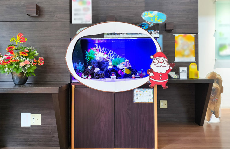 施設様のクリスマス水槽2台目！サンタのオブジェがかわいいアクアリウム 水槽画像５