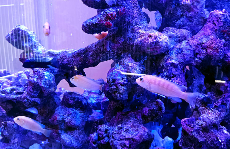 個人宅様の大型埋め込み水槽！横幅148cm・シクリッド水槽のその後 水槽画像３