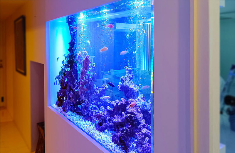 個人宅様の大型埋め込み水槽！横幅148cm・シクリッド水槽のその後 水槽画像４