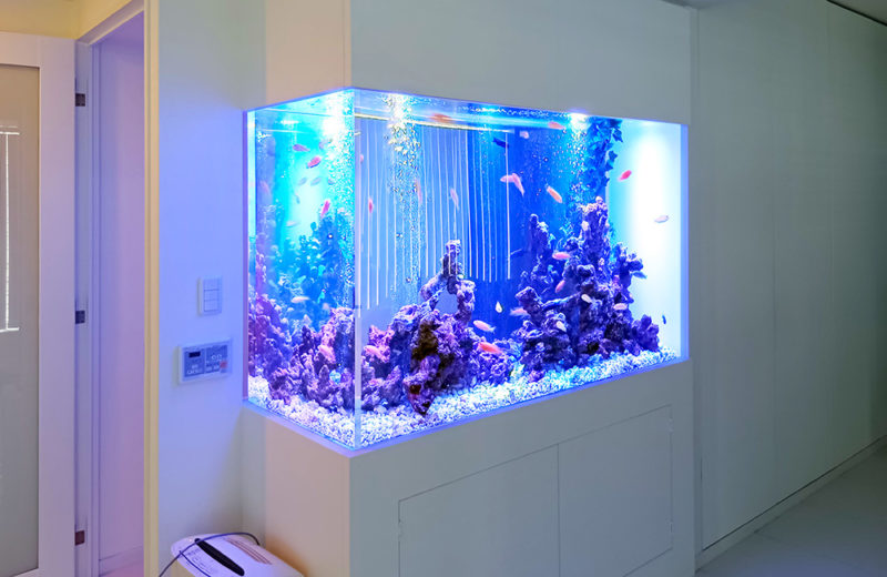 個人宅様の大型埋め込み水槽！横幅148cm・シクリッド水槽のその後 水槽画像２