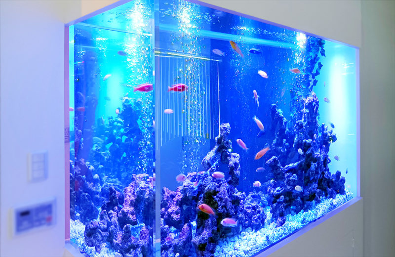 個人宅様の大型埋め込み水槽！横幅148cm・シクリッド水槽のその後 水槽画像５