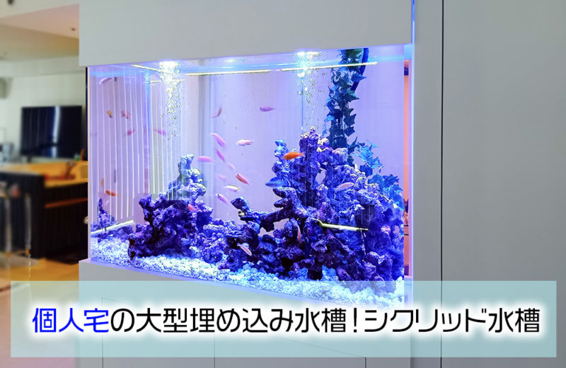 個人宅様の大型埋め込み水槽！横幅148cm・シクリッド水槽のその後 水槽画像１