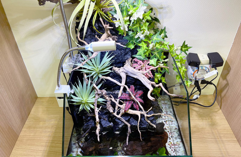 クリニックの30cmアクアテラリウム水槽！コンパクトな癒しの水槽 水槽画像３