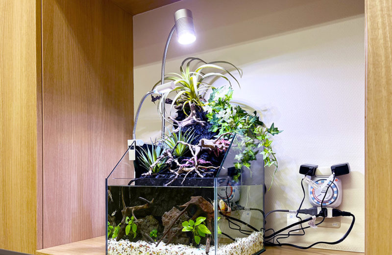 クリニックの30cmアクアテラリウム水槽！コンパクトな癒しの水槽 水槽画像５