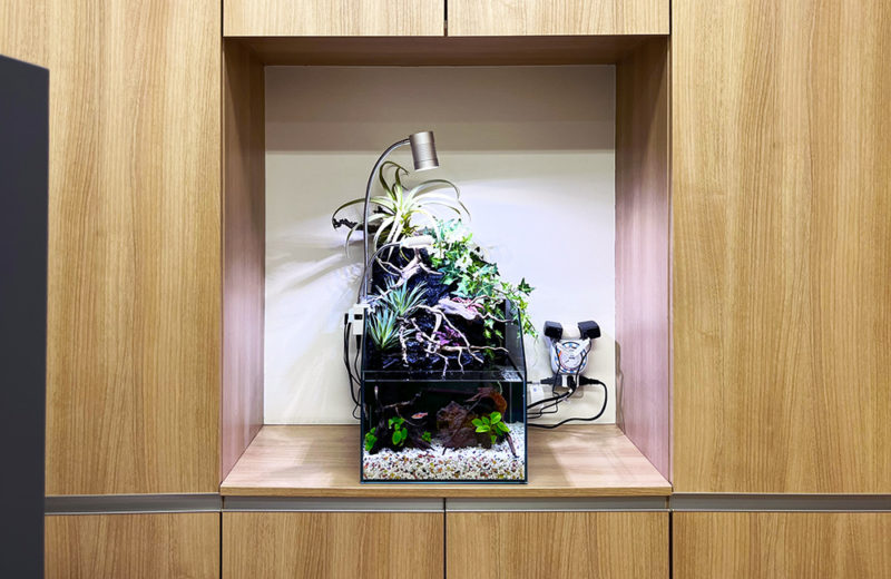 クリニックの30cmアクアテラリウム水槽！コンパクトな癒しの水槽 水槽画像４