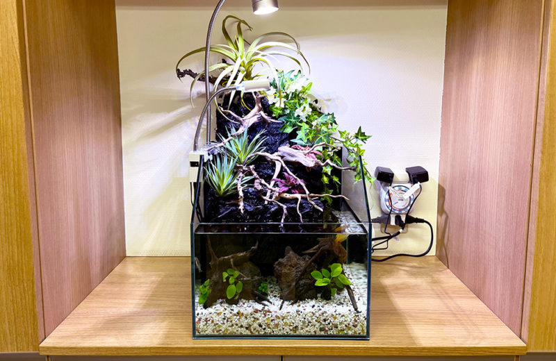 クリニックの30cmアクアテラリウム水槽！コンパクトな癒しの水槽 水槽画像２