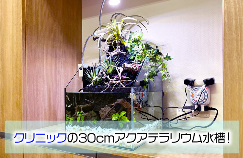 クリニックの30cmアクアテラリウム水槽！コンパクトな癒しの水槽 水槽画像１
