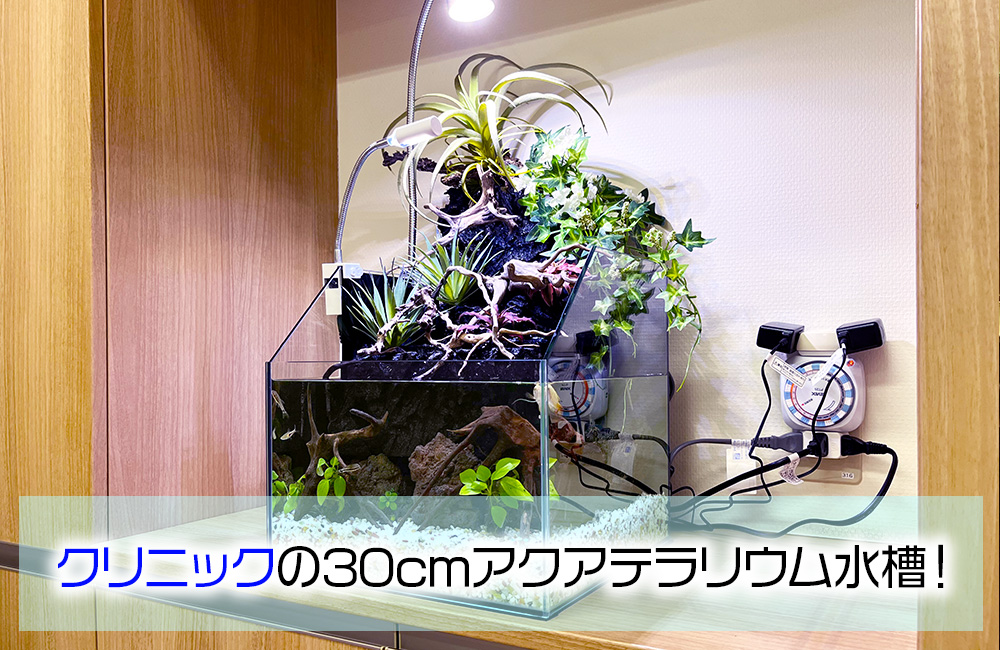 クリニックの30cmアクアテラリウム水槽！コンパクトな癒しの水槽