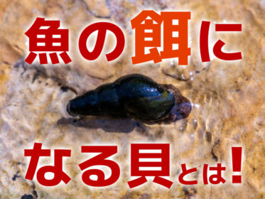 魚の餌になる貝5選！貝を餌にするメリット・給餌の注意点なども解説