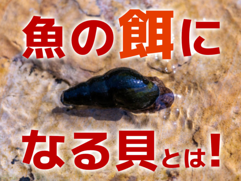 魚の餌になる貝5選!貝を餌にするメリット・給餌の注意点なども解説サムネイル