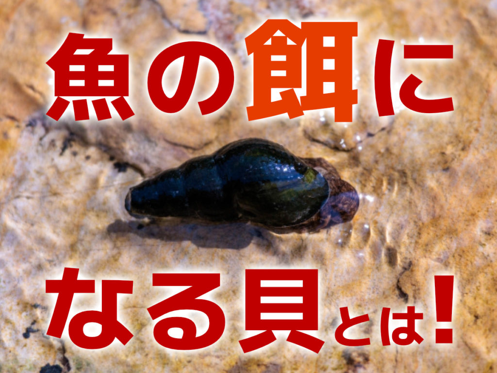 魚の餌になる貝5選！貝を餌にするメリット・給餌の注意点なども解説のサムネイル画像