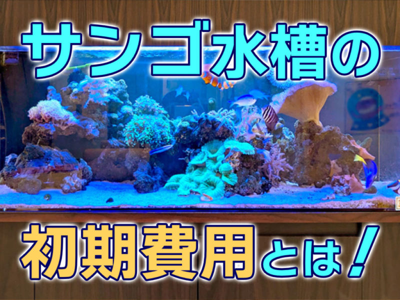 サンゴ水槽の初期費用！いくらで始められる？目安と節約のコツを紹介サムネイル