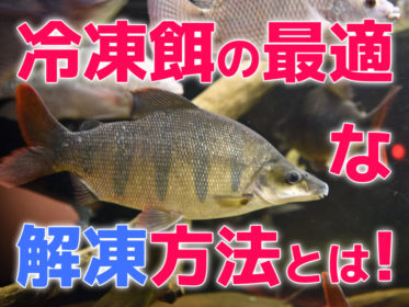 冷凍餌の最適な解凍方法とは！自然解凍はダメ？与え方の工夫も紹介