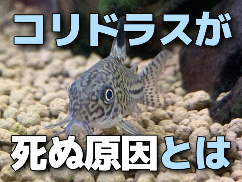 コリドラスが死ぬ原因とは!餓死・水質・病気・寄生虫・水温について解説サムネイル