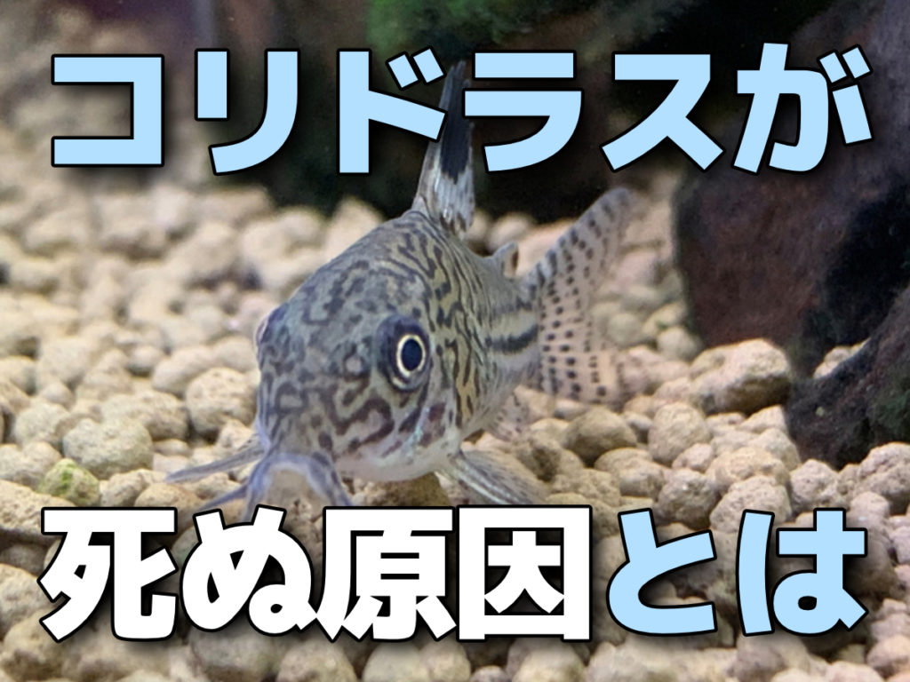 コリドラスが死ぬ原因とは！餓死・水質・病気・寄生虫・水温について解説のサムネイル画像